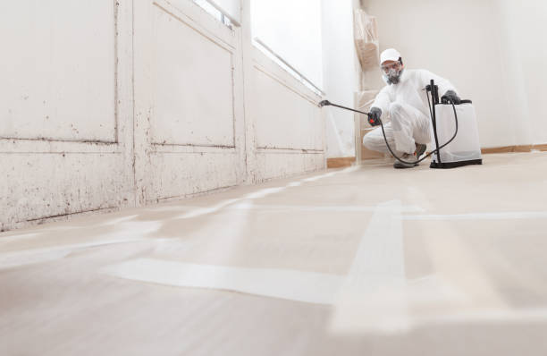 Black mold remediation team in Martinsburg